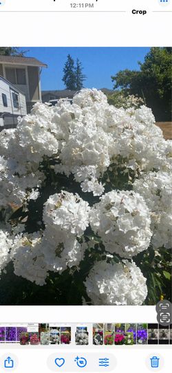 Last few pots of white and pink Fusia phlox