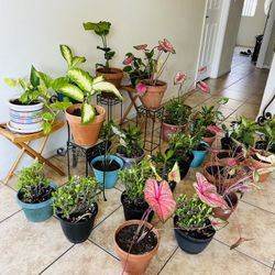 Plans For Sale 20 Each 