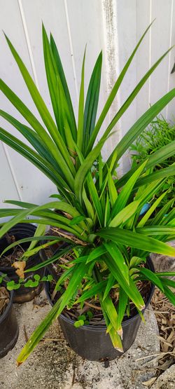 Pandan plant $25 cash only