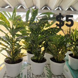 Croton Plants