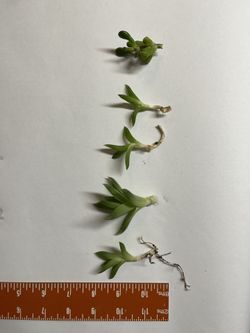 Small Succulents! $1 Each
