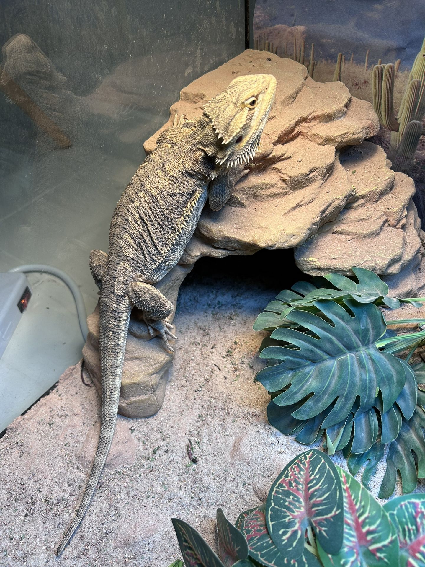 Healthy bearded dragon With Full Set Up And lights
