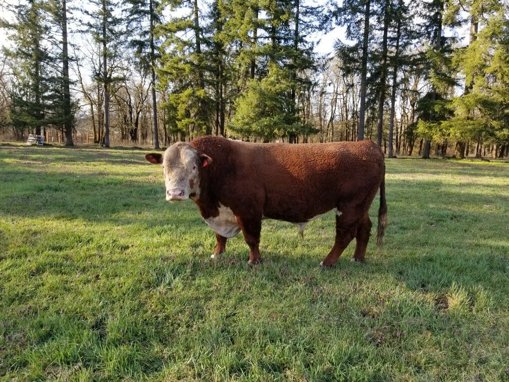 Registered Angus, Hereford, and Shorthorn Bulls for lease for Sale in