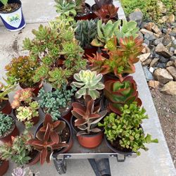 Succulent Plants For $4 Each 