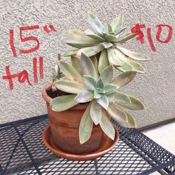 Succulents And Potted Plants … $10 - $30