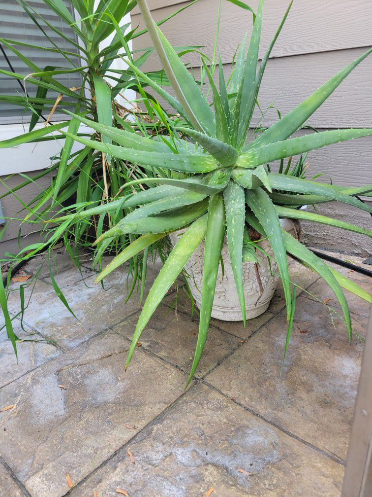 Aloe Vera And Succulents In Pots
