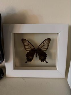 Taxidermy Butterfly