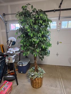 Large Artificial Ficus Tree in Wicker Basket