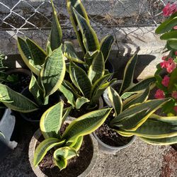 Snake plants 