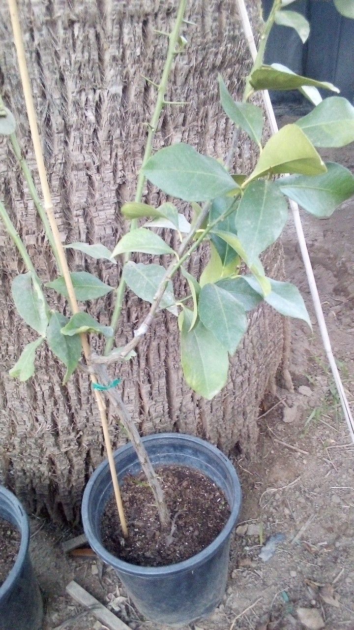 🍋Lemon Tree (Eureka)Lìmon