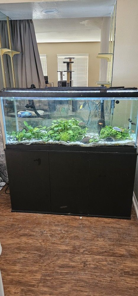 75 Gallon Aquarium