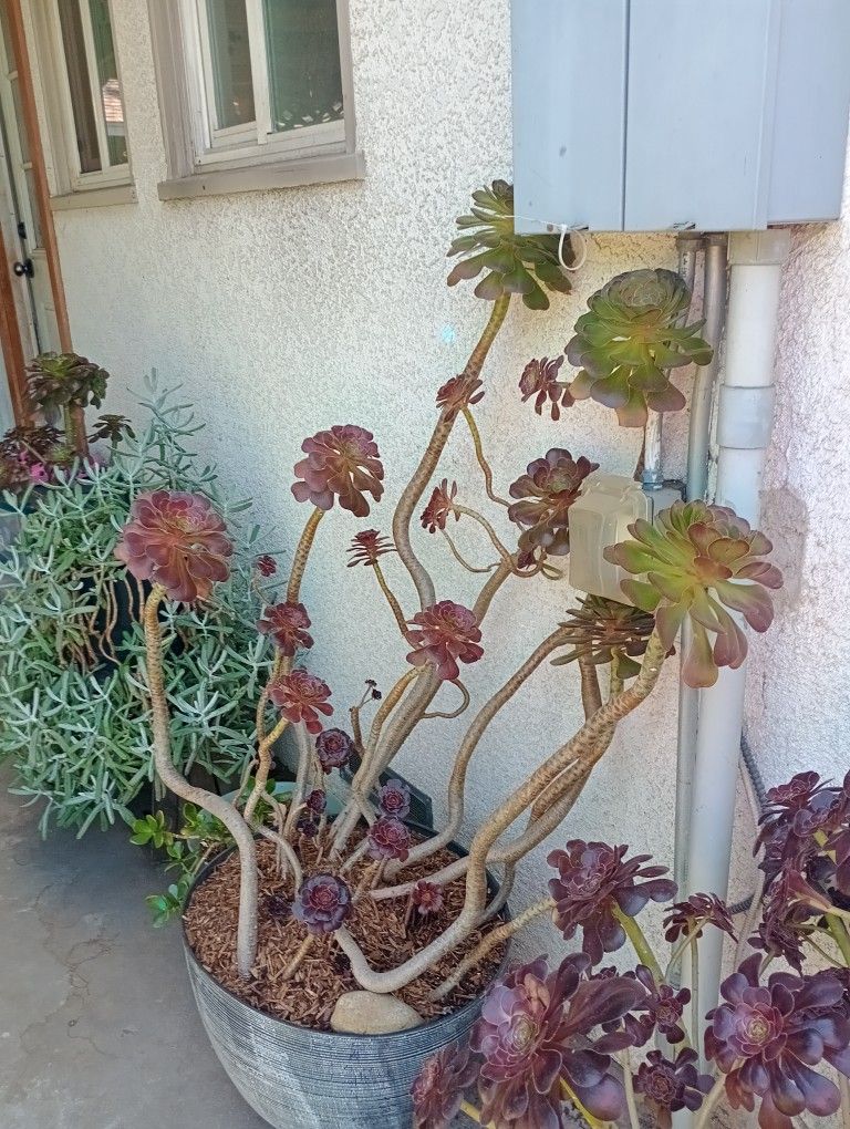 X-Large & Huge Succulents