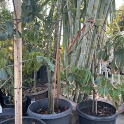 Sugar Cane For Sale $5 Each
