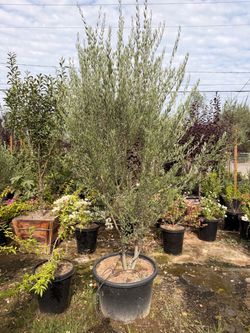 Olive trees 25 gal
