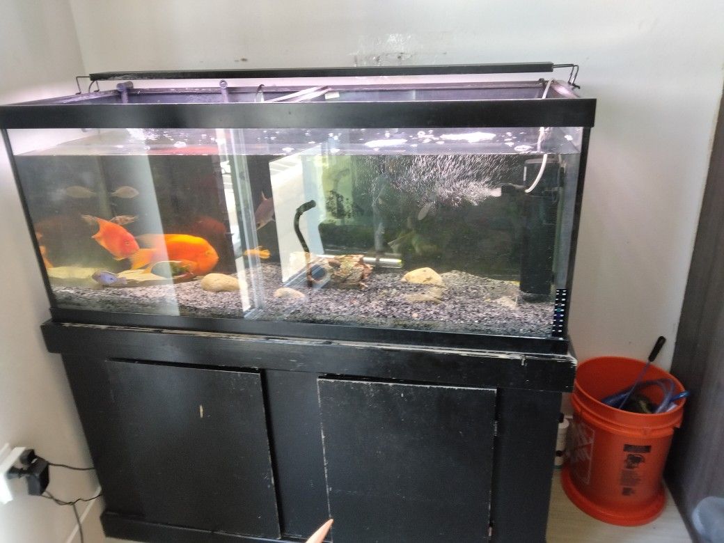 75 Gallon Aquarium Setup 