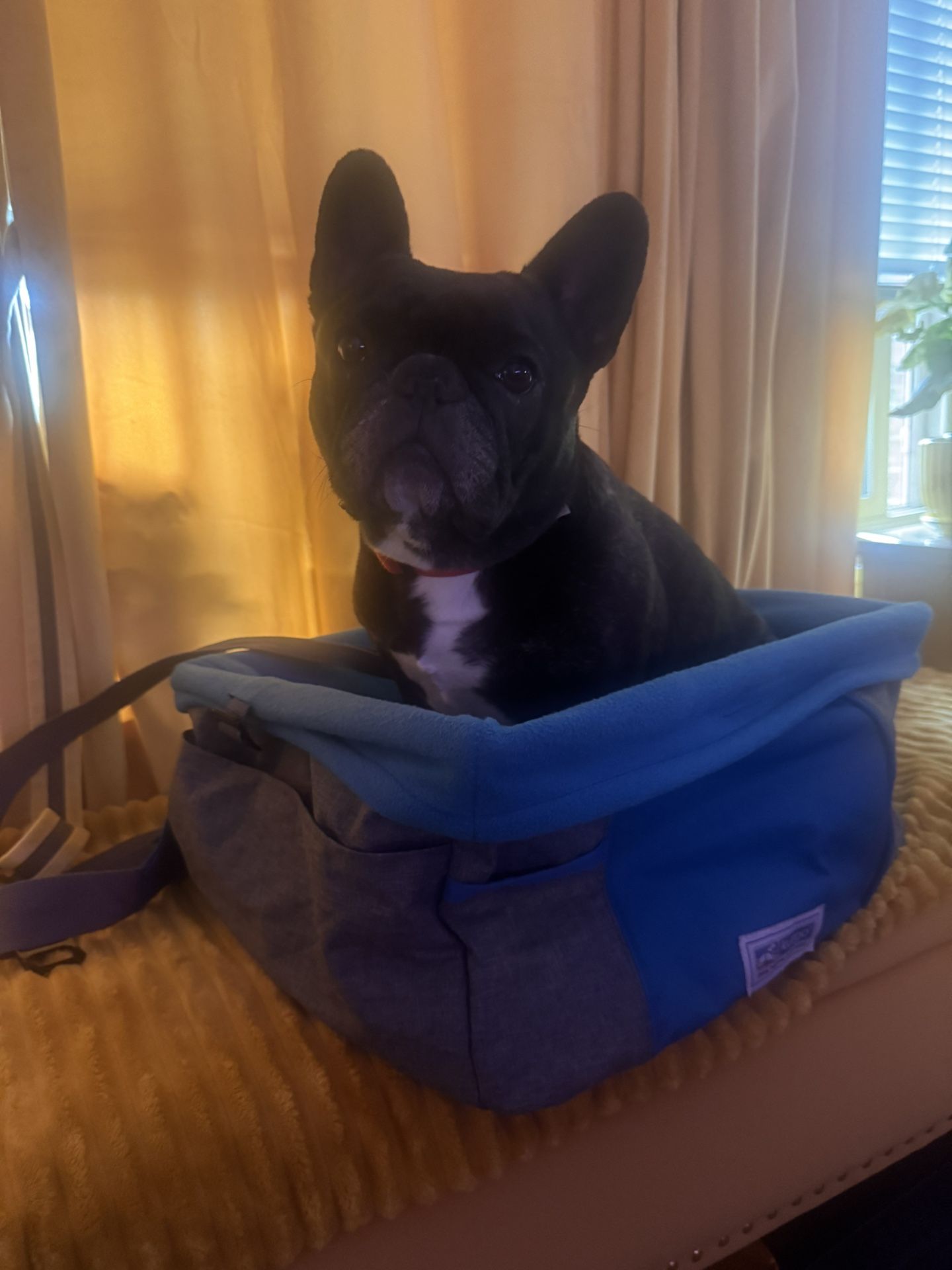 Kurgo “The Heather Booster” car seat For Dogs