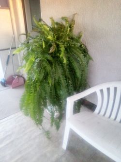 Fern