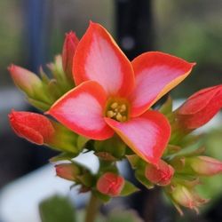 Red (Pink Inside) Kalanchoe Blooming Plant