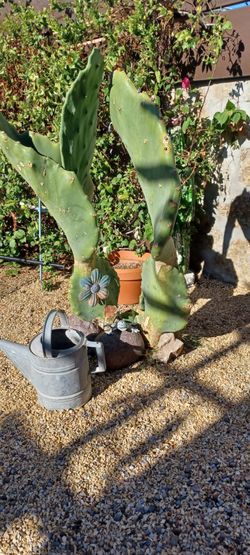Cactus for Sale