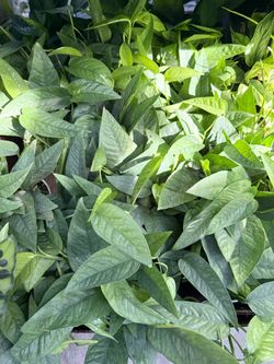 Plants (4”pot🌿Cebu blue pothos $10 each)
