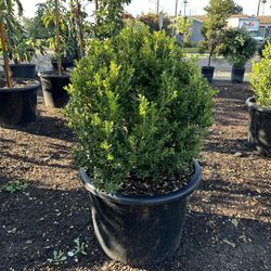 Japanese Boxwood Globe