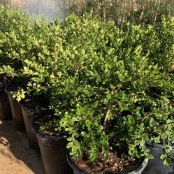 Japanese boxwood hedges, 5gal (10 for $135)