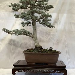 Bonsai, Blue Atlas Cedar 