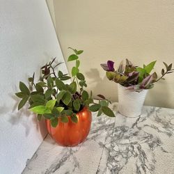 2 Different Tradescantia plants