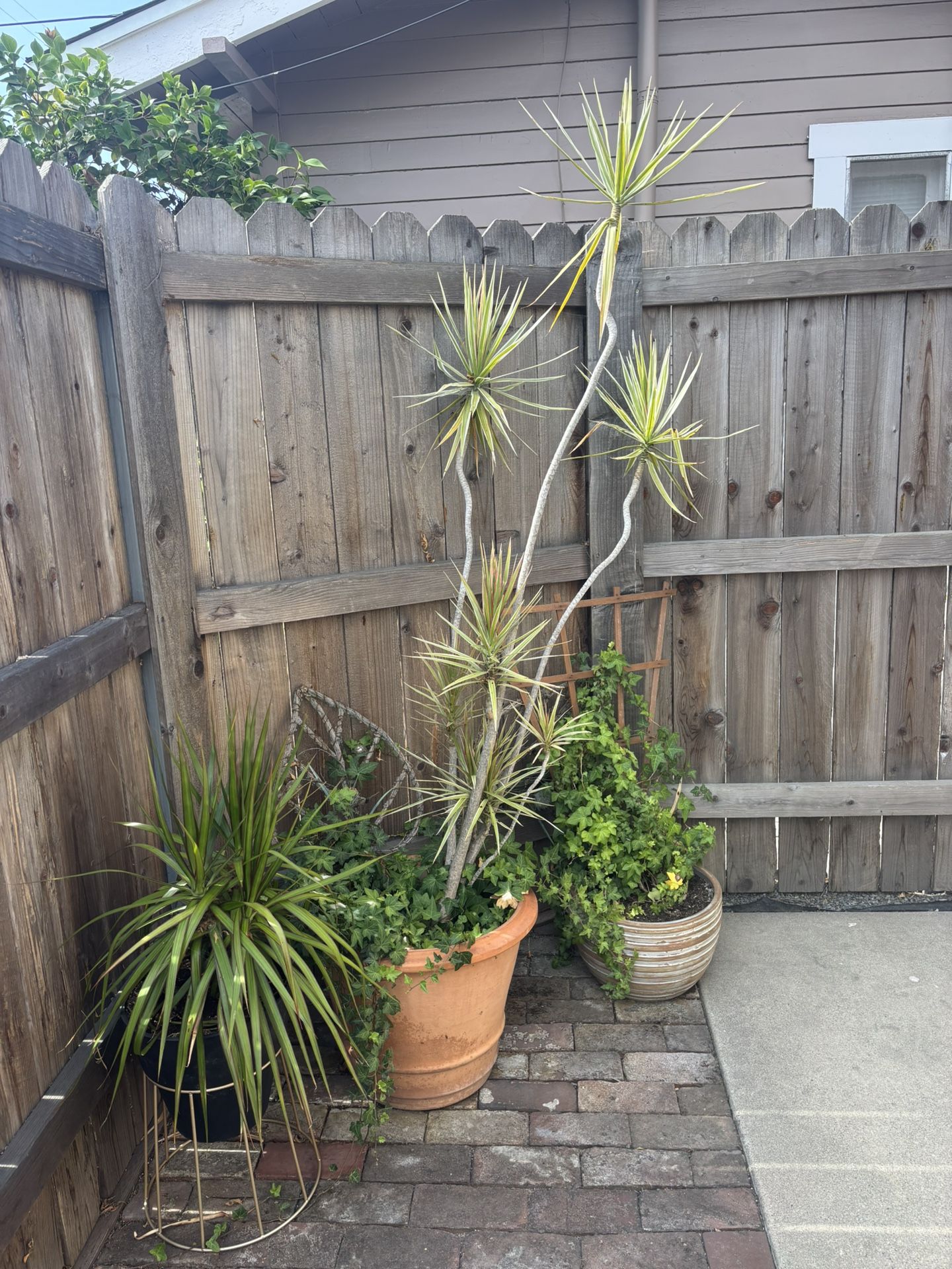 Assortment of plants!