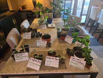 5/30 - 5/31 HOUSEPLANT PLANT SALE