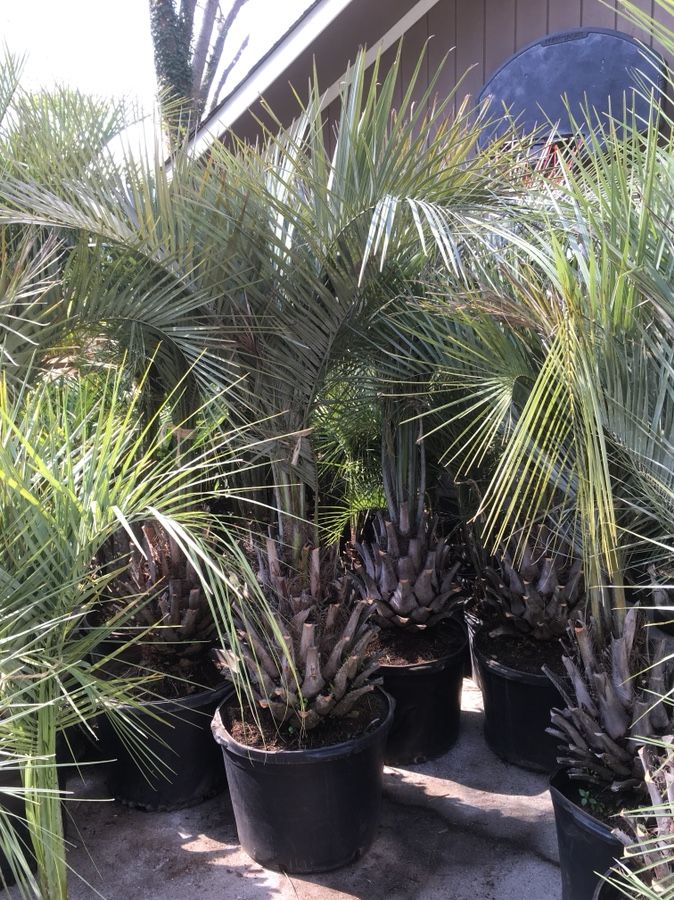 30 gallon pindo palm tree