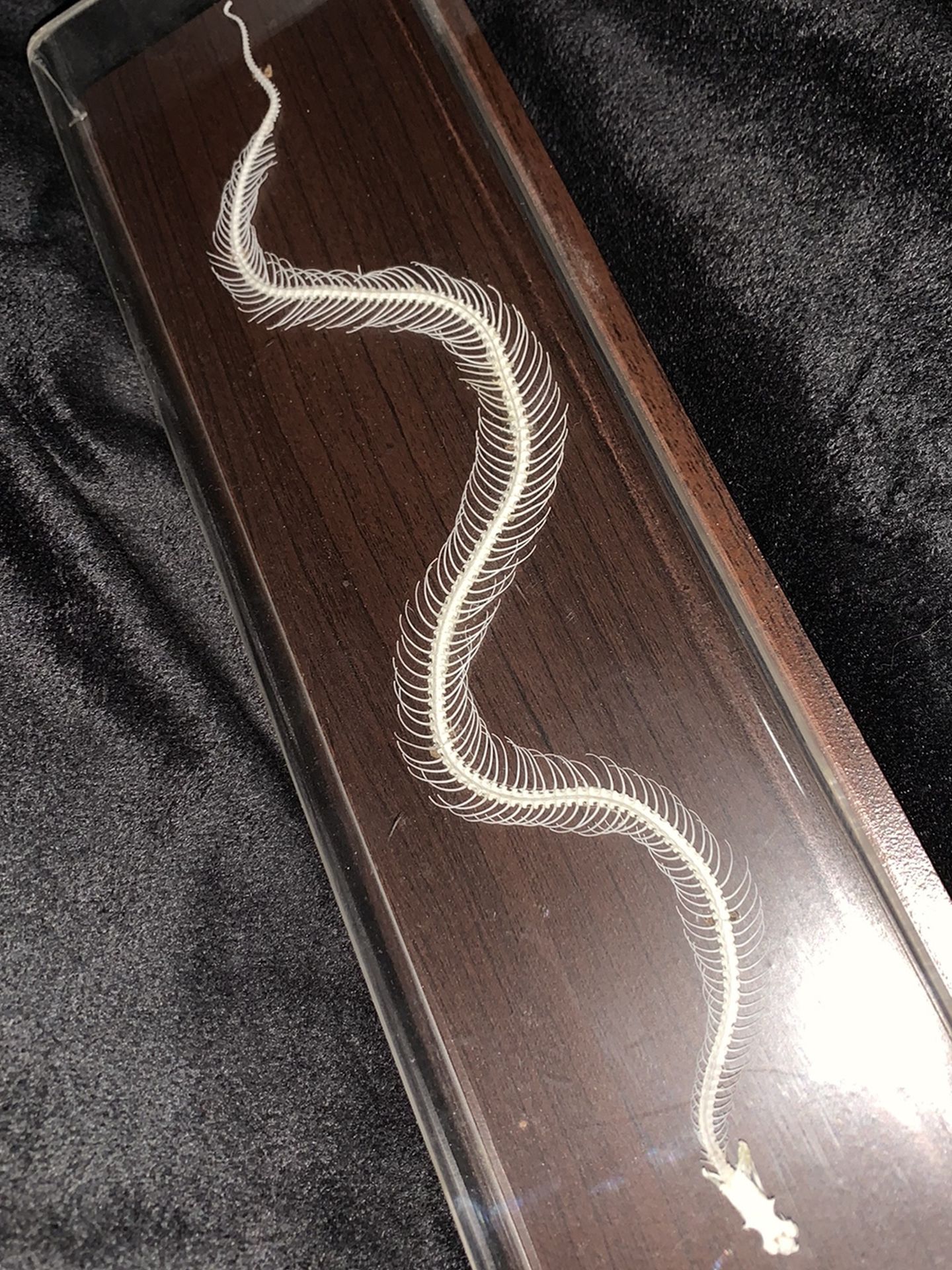 Snake Skeleton