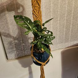 Mustard Macrame Plant Holder New 