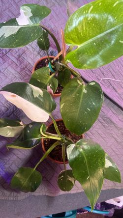 Philodendron “White Wizard” plants