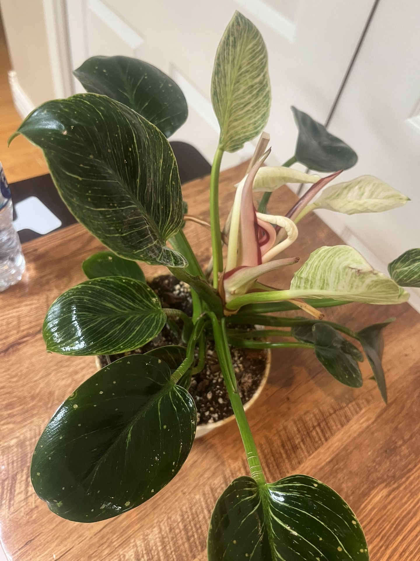Philodendron Birkin Exact Plant