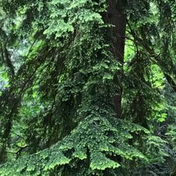 🐿️ 🪴Organic Well Established Western Hemlock, Each.See All Pics.