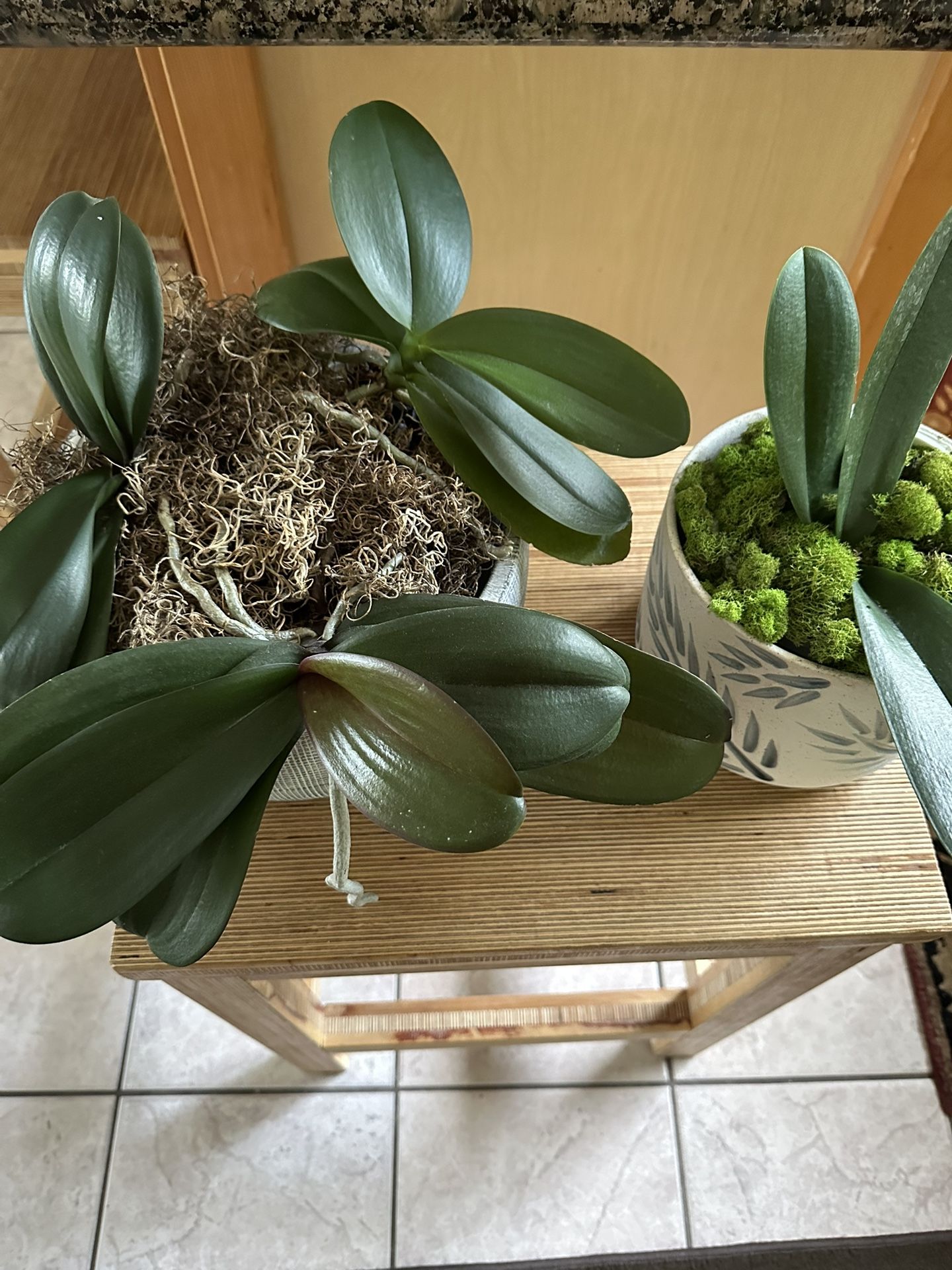 Orchids - 4 Plants for $17