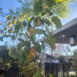 Pata De Vaca Diferentes Tamaños La De 8 Pies De Altura  