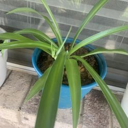 Spider- plant!   Please !