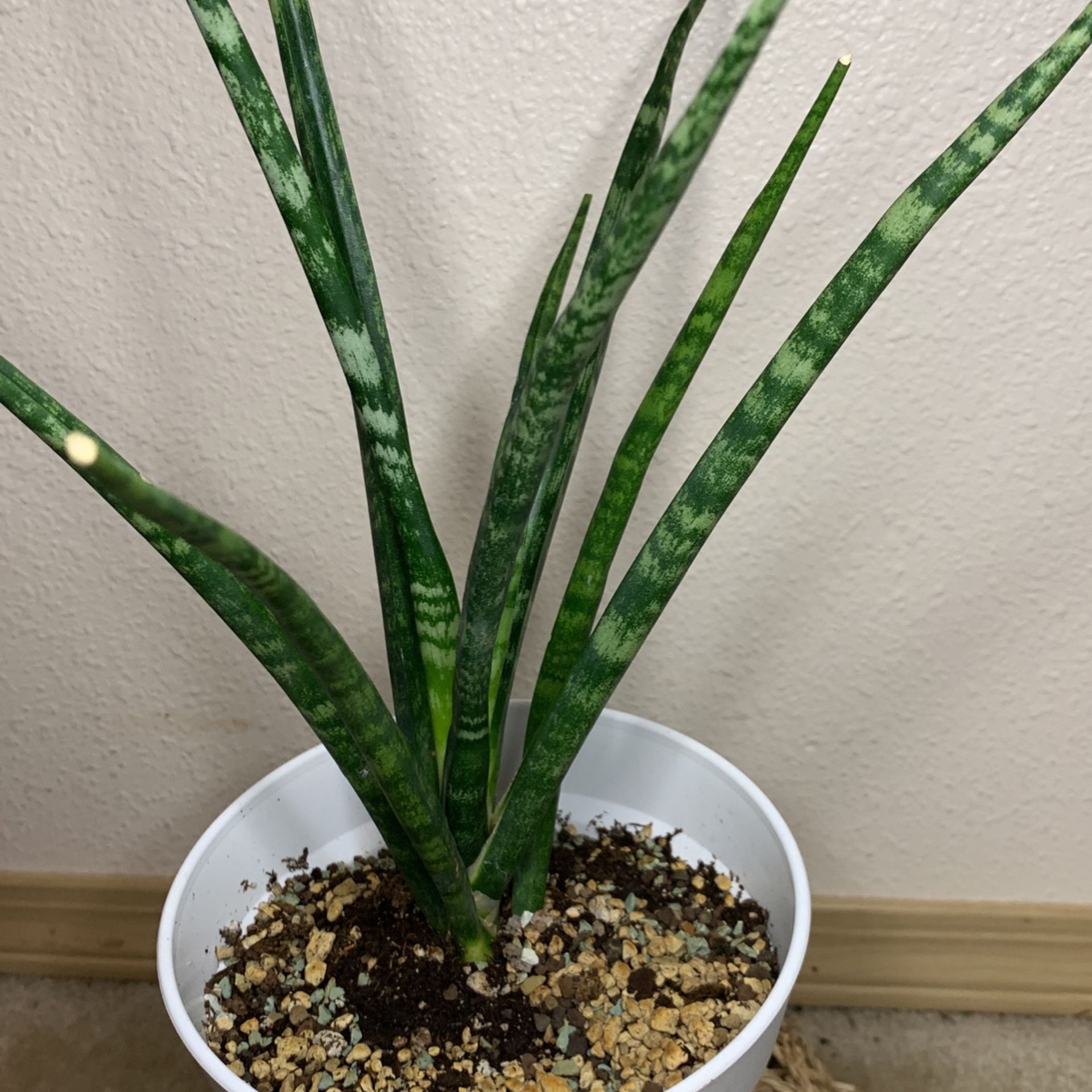 Fernwood Snake Plant Sansiveria 