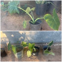 Elephant ears plants $12.00 each cash only no holds first come