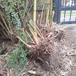 Bamboo Rhizome! 