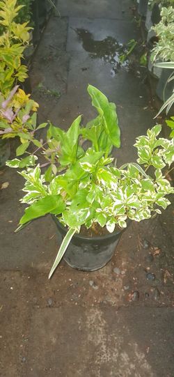 Tres en una vitex duranta variegata callalilis 5gl
