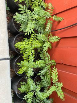 Curry Leaves Plant