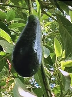 Arbolitos De Aguacates 🥑 De México De Cásca Delgada Tengo De Diferentes Tamaños  Y Diferentes Precios