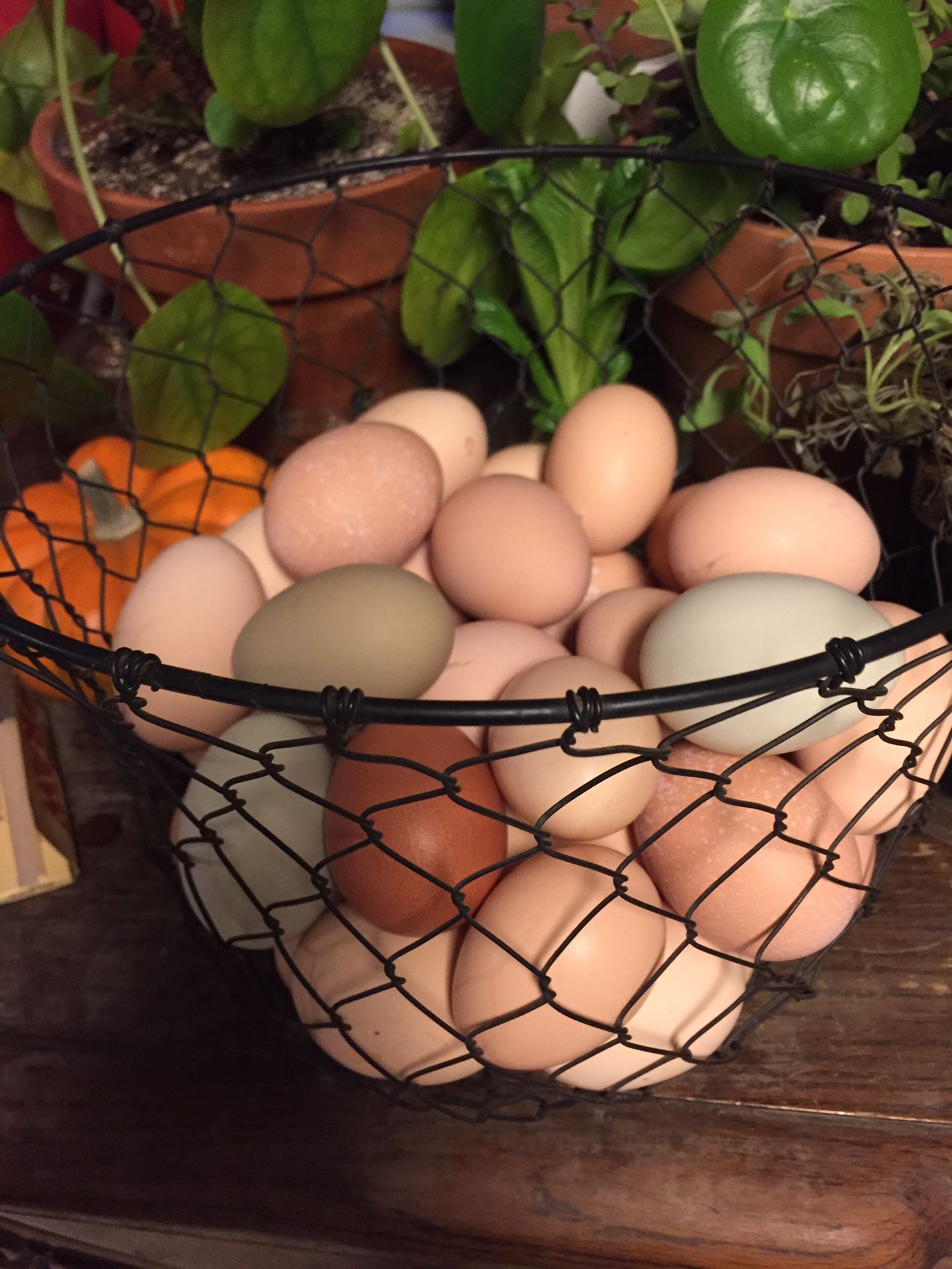 Farm Fresh Eggs