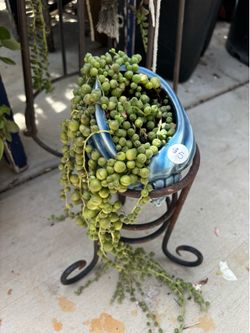 plants / plantas