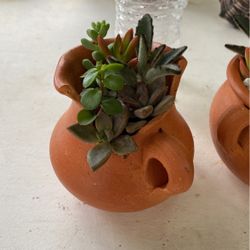 Beautiful Small Succulent Arrangement 