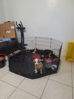 Jaula para perro