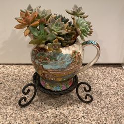 Succulents Arrangements 